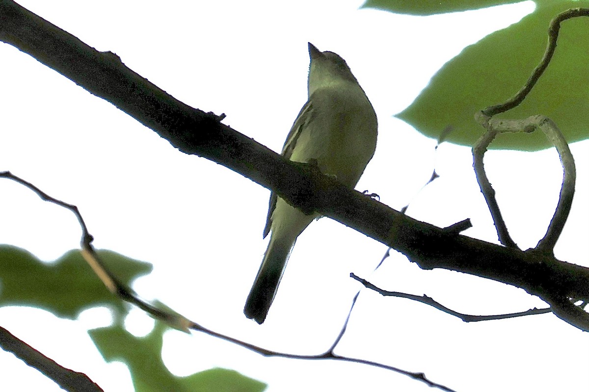 tanımsız Empidonax sp. - ML621871705