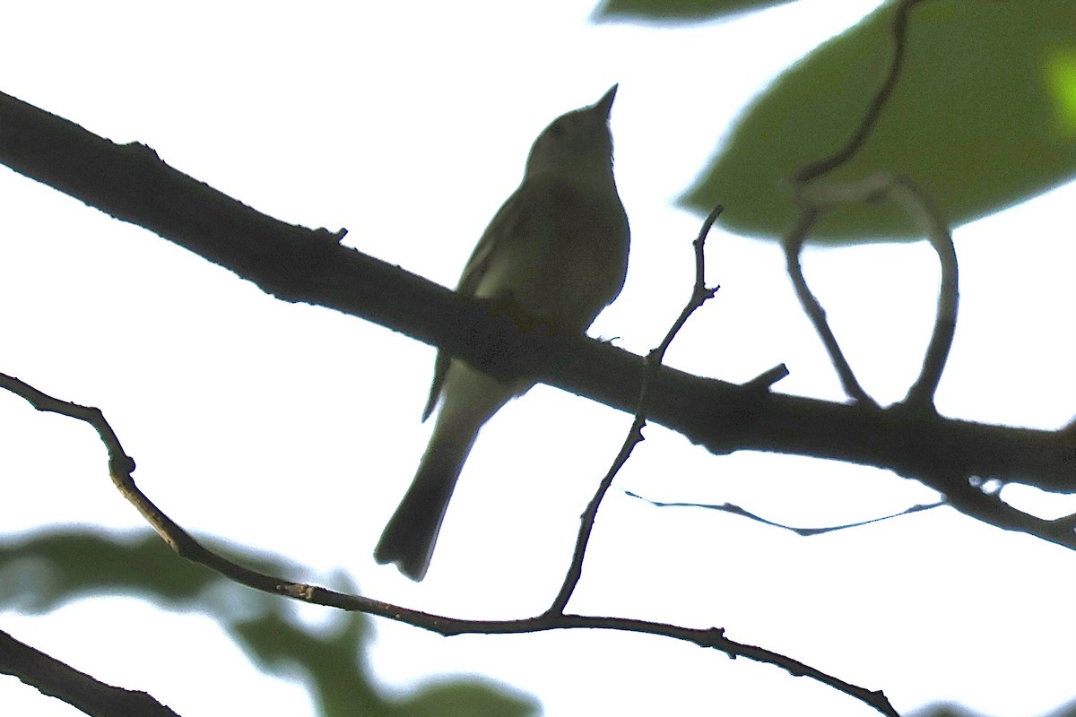 tanımsız Empidonax sp. - ML621871706