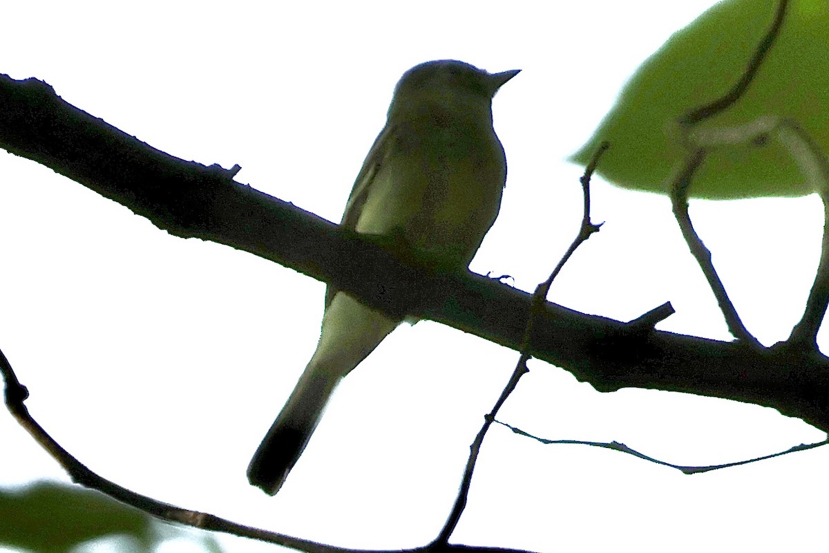 tanımsız Empidonax sp. - ML621871707