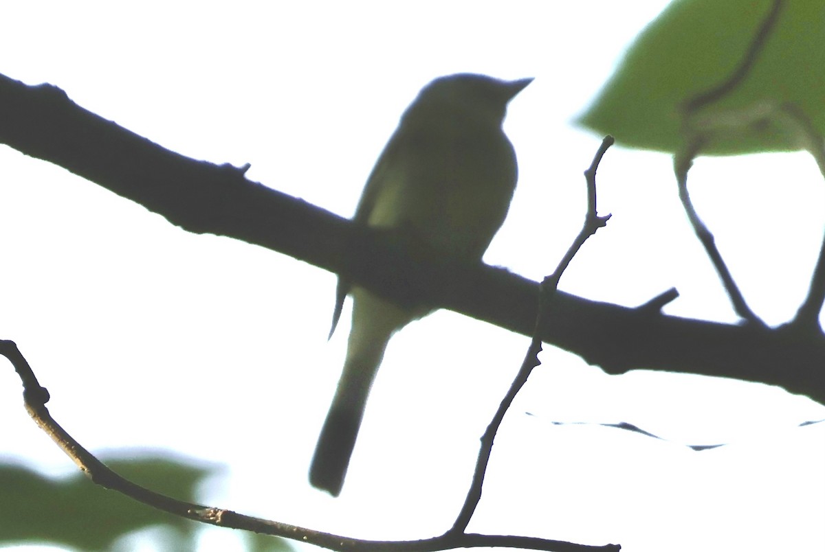 Empidonax sp. - Forrest Wickman