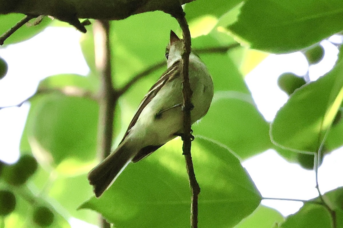 tanımsız Empidonax sp. - ML621871711