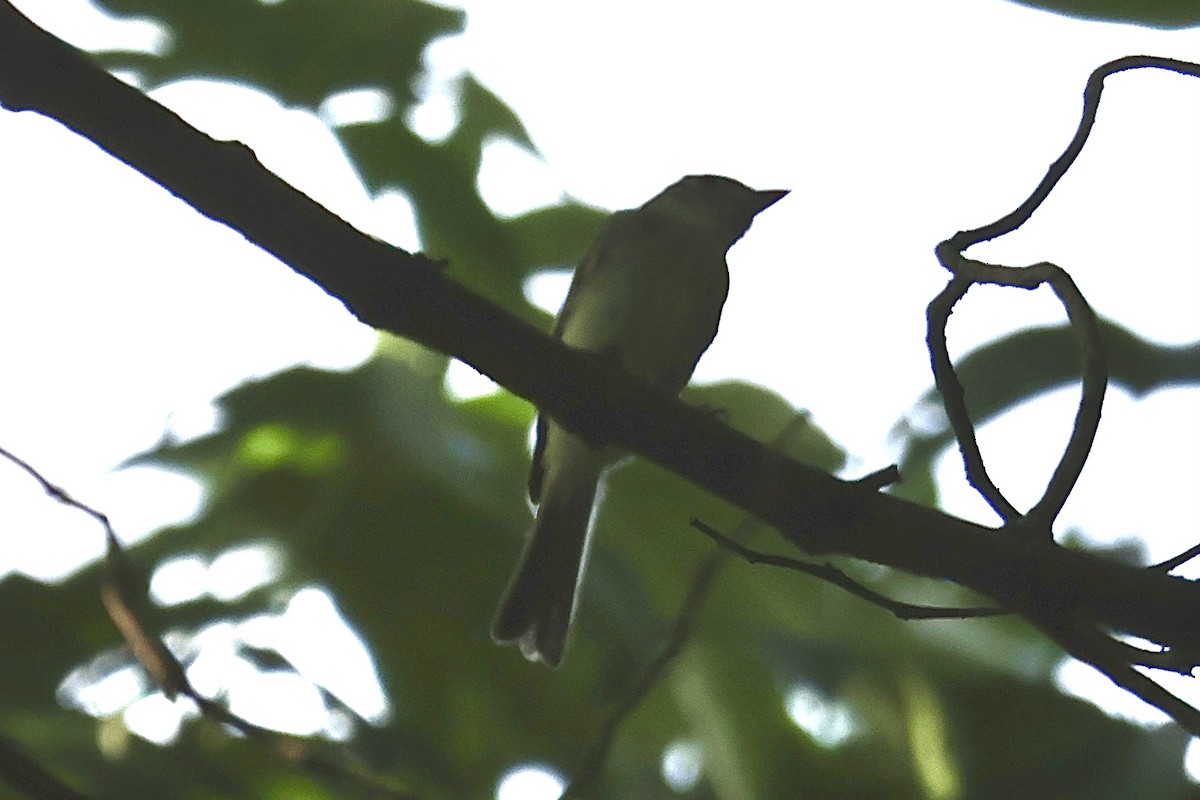 tanımsız Empidonax sp. - ML621871712