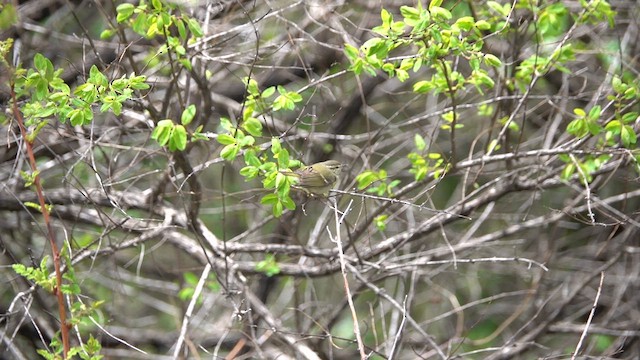Hume's Warbler - ML621871739