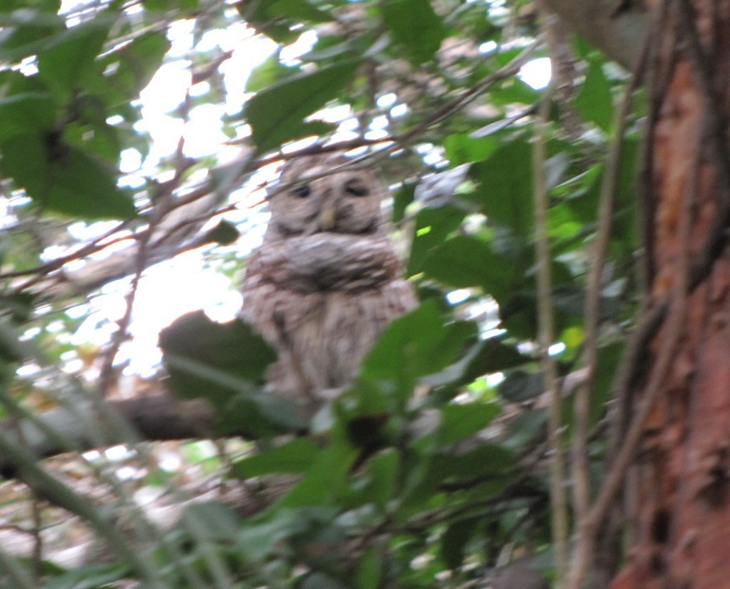 Barred Owl - ML621871741