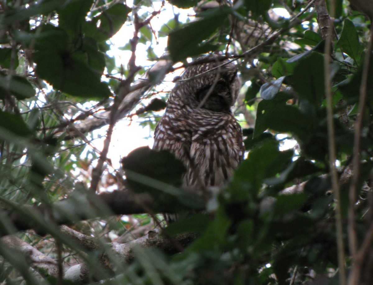 Barred Owl - ML621871742