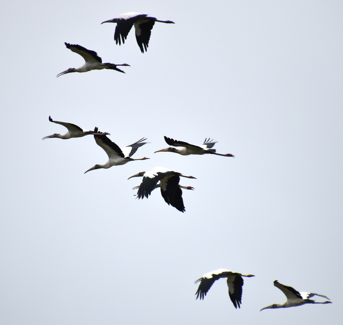 Wood Stork - ML621871756