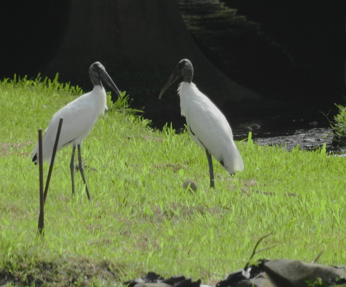 Wood Stork - ML621871831