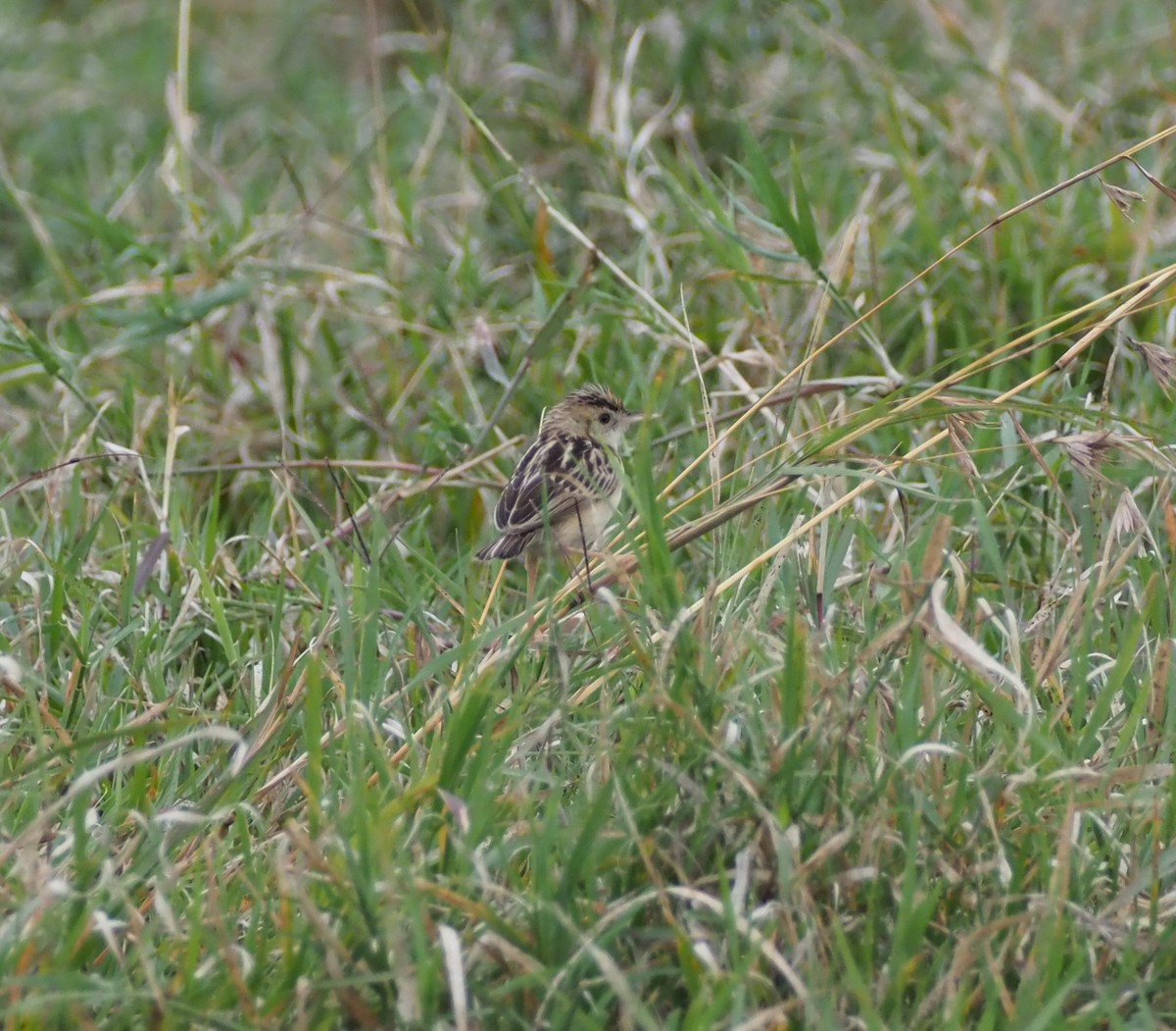 Pectoral-patch Cisticola - ML621871872