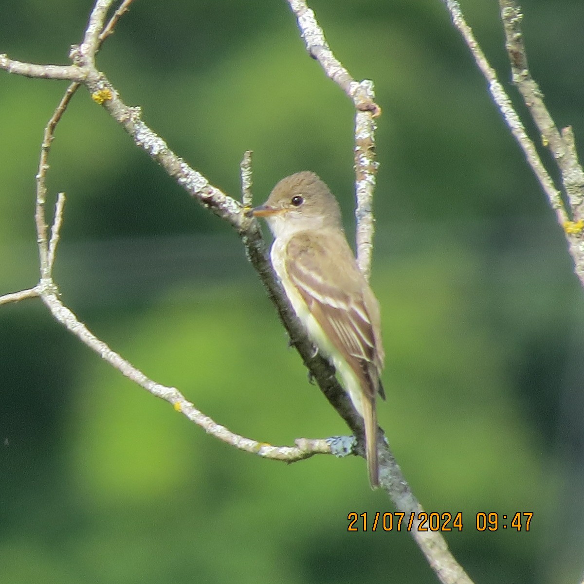 Willow Flycatcher - Gary Bletsch