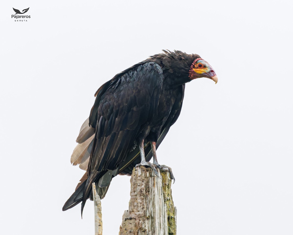 Lesser Yellow-headed Vulture - Laura López Correa