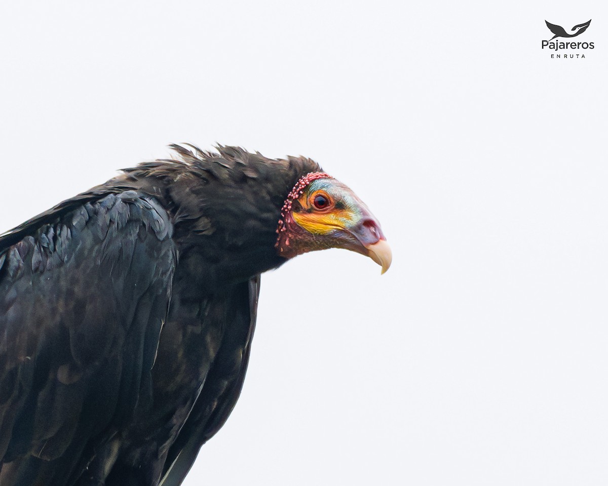 Lesser Yellow-headed Vulture - ML621871896