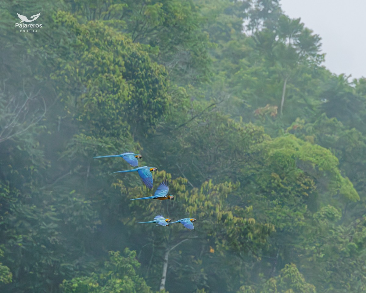 Blue-and-yellow Macaw - Laura López Correa