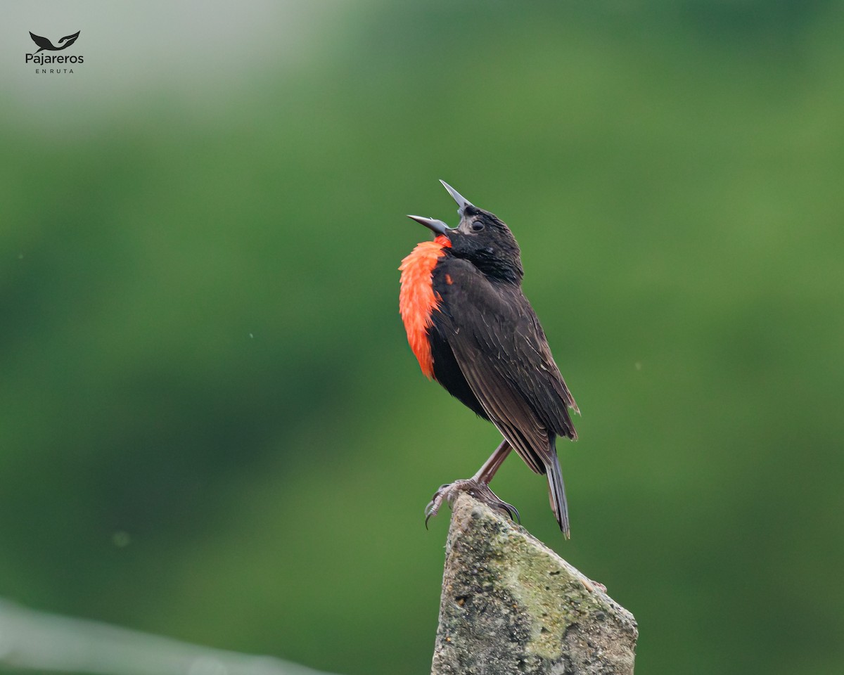 Red-breasted Meadowlark - ML621871917