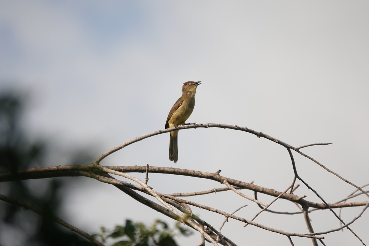 Sombre Greenbul - ML621871937