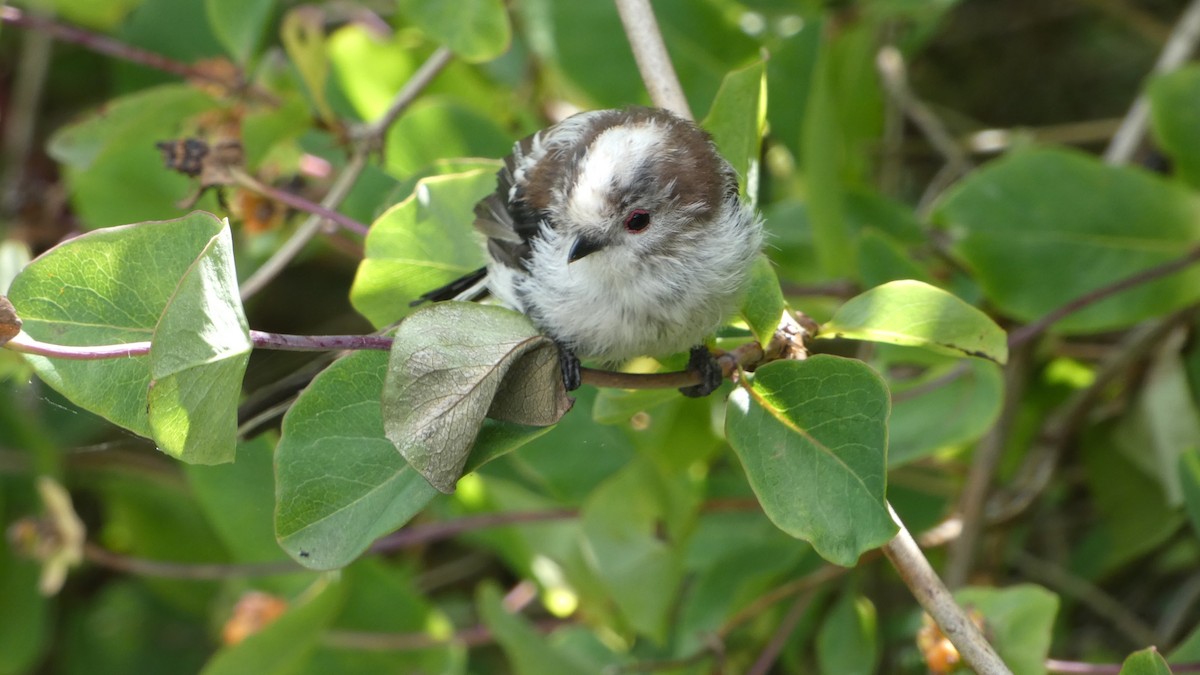 Long-tailed Tit - ML621871972