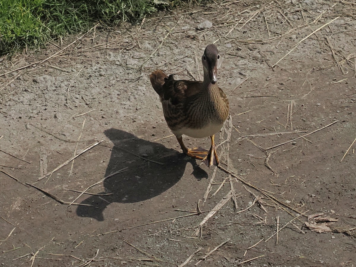 Mandarin Duck - ML621871975