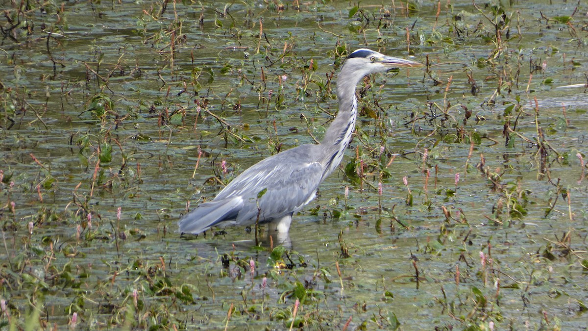 蒼鷺 - ML621871983