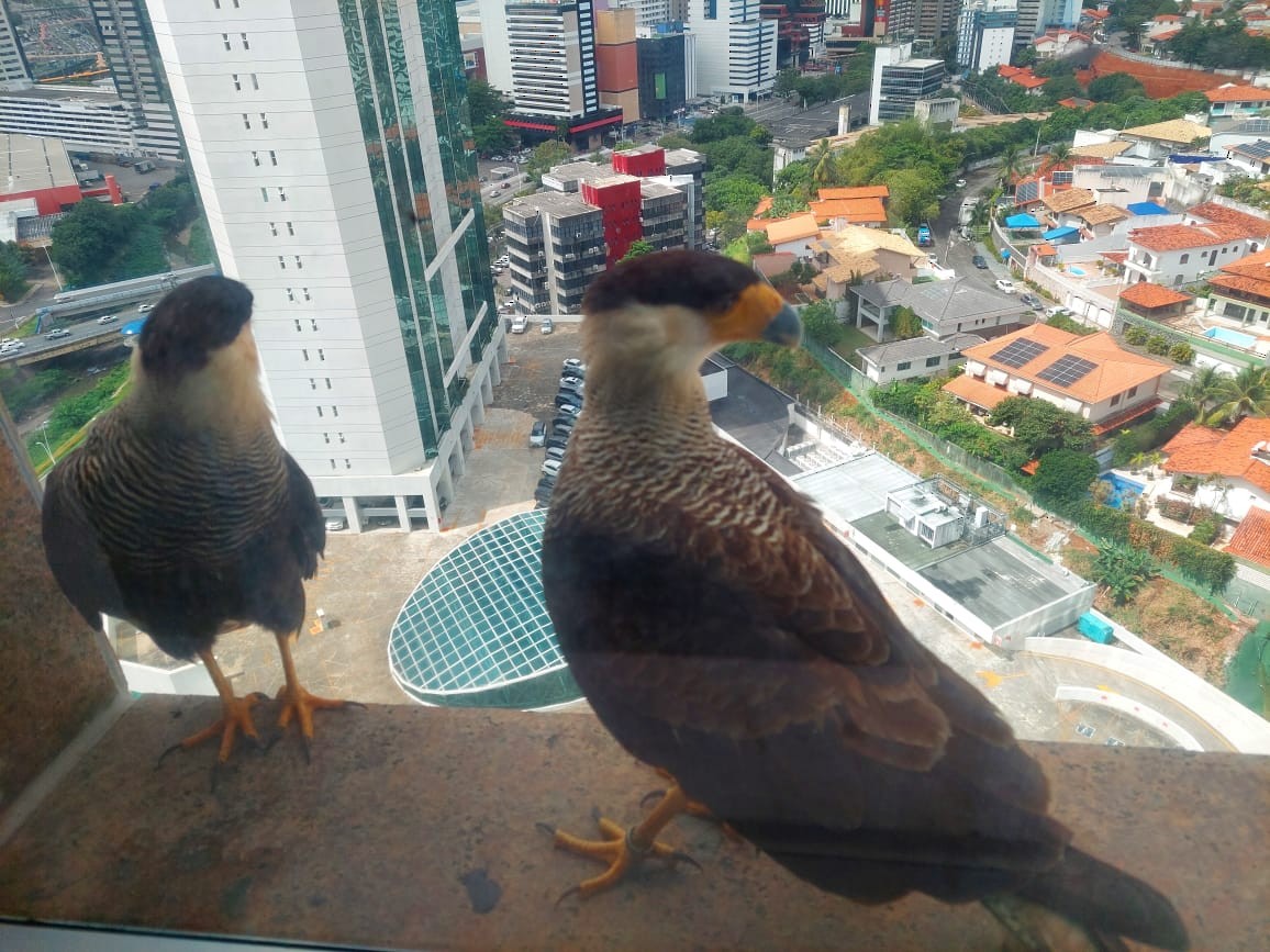 Crested Caracara - ML621871990