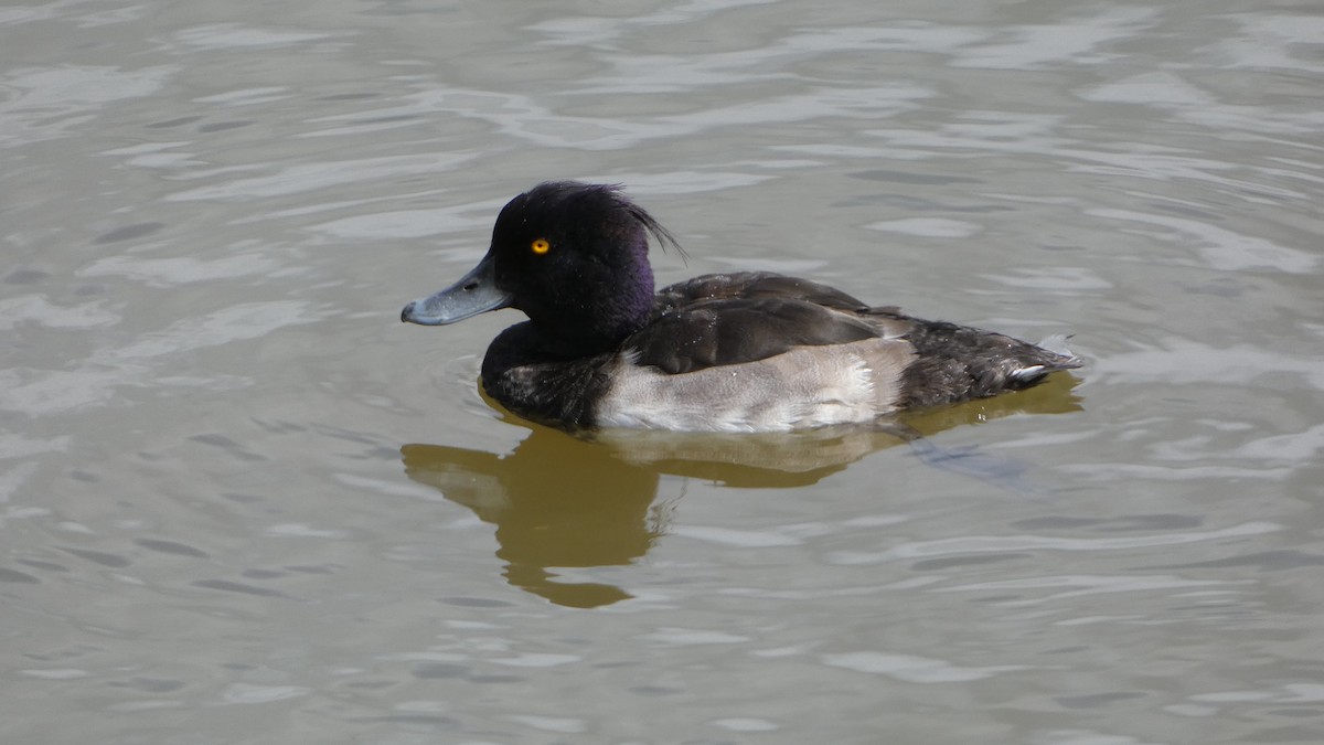 鳳頭潛鴨 - ML621872002