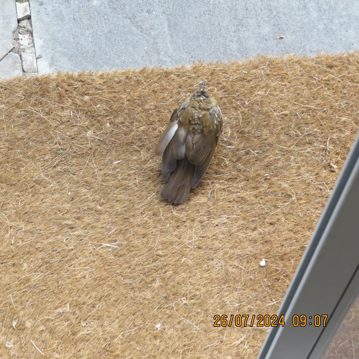 Catharus sp. - Gary Bletsch