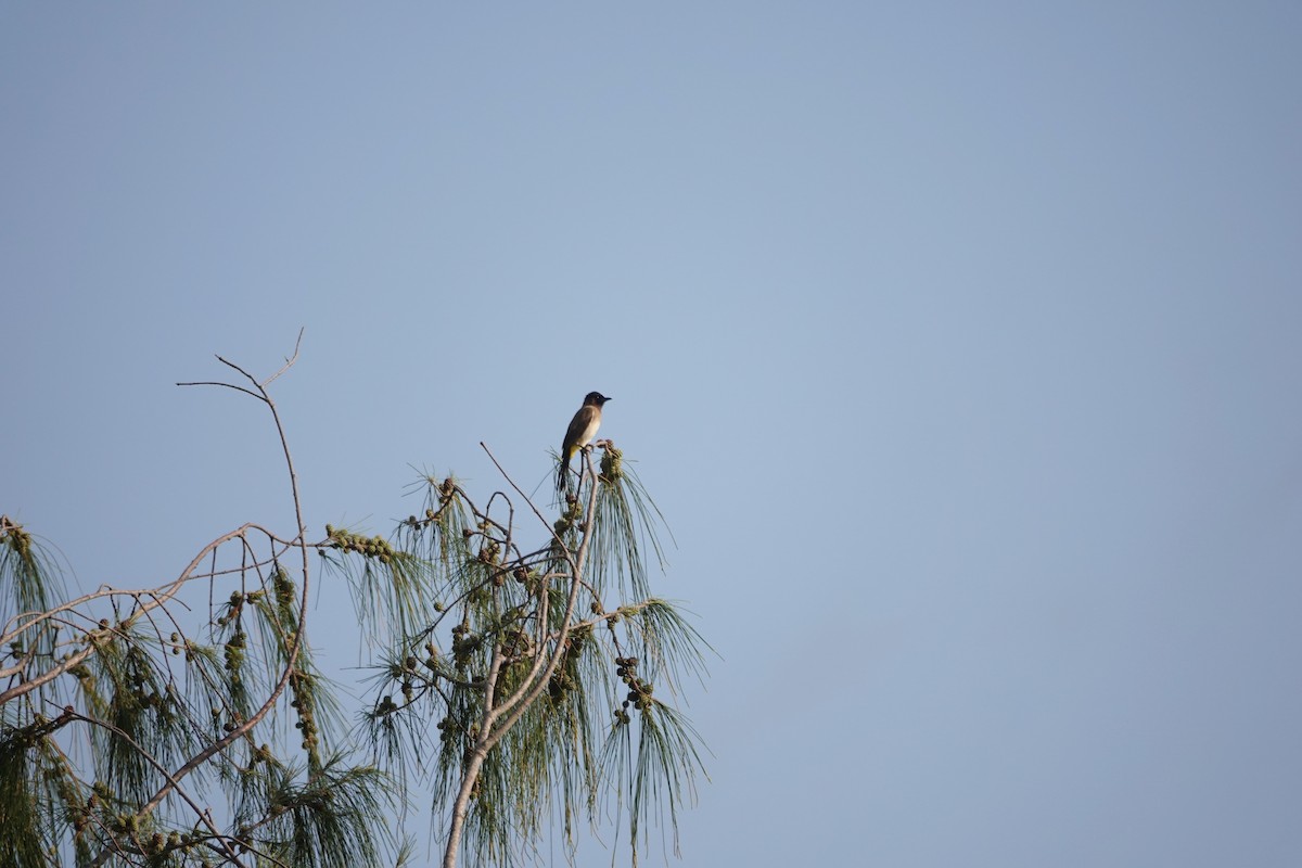 Common Bulbul (Dark-capped) - ML621872013