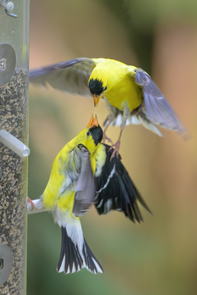 American Goldfinch - ML621872042