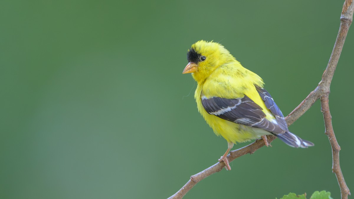 Chardonneret jaune - ML621872043