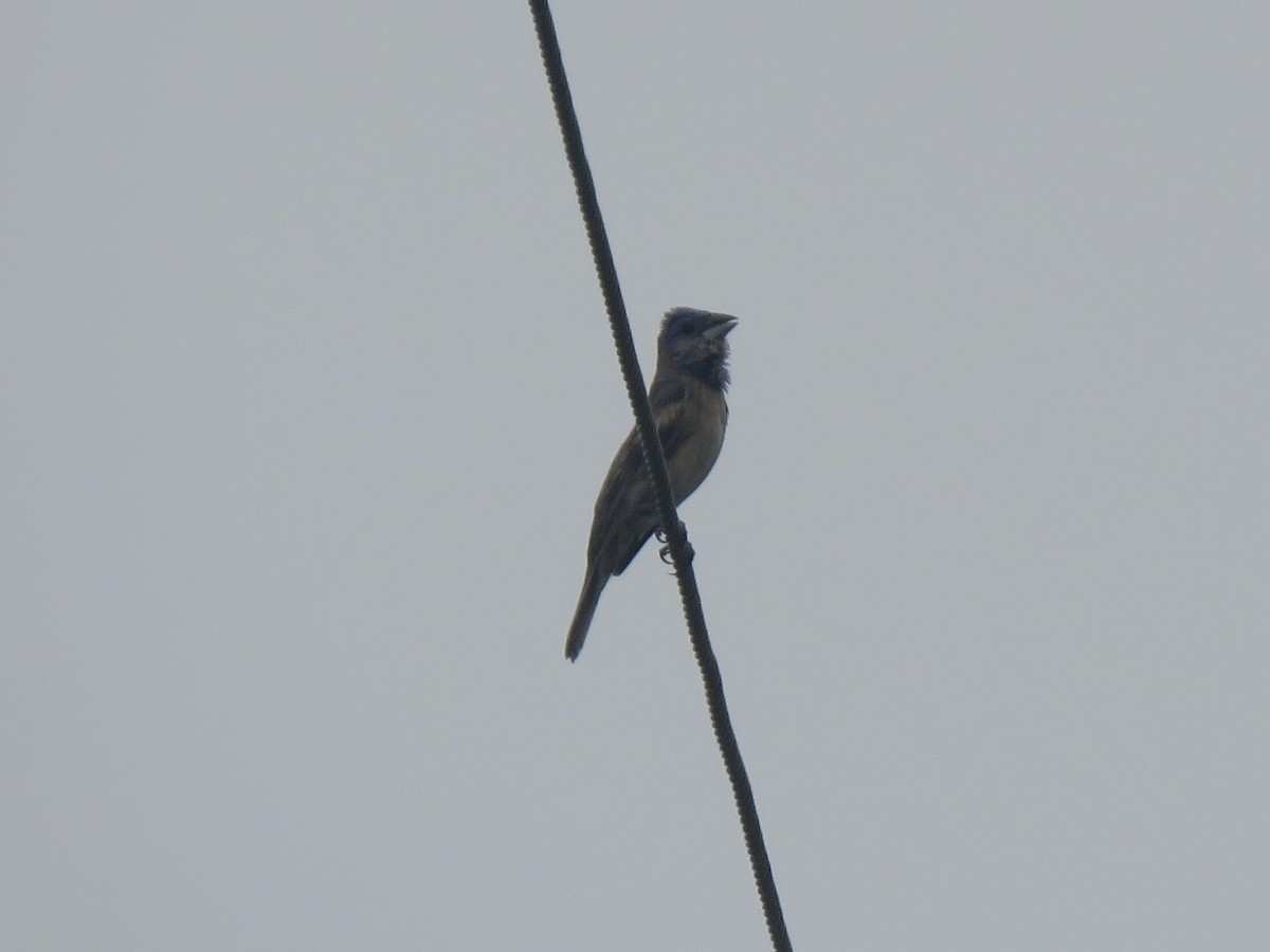 Blue Grosbeak - ML621872052