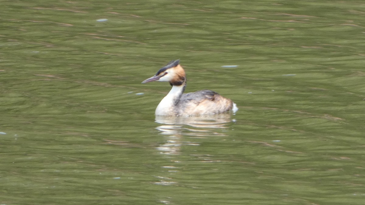 Great Crested Grebe - ML621872055