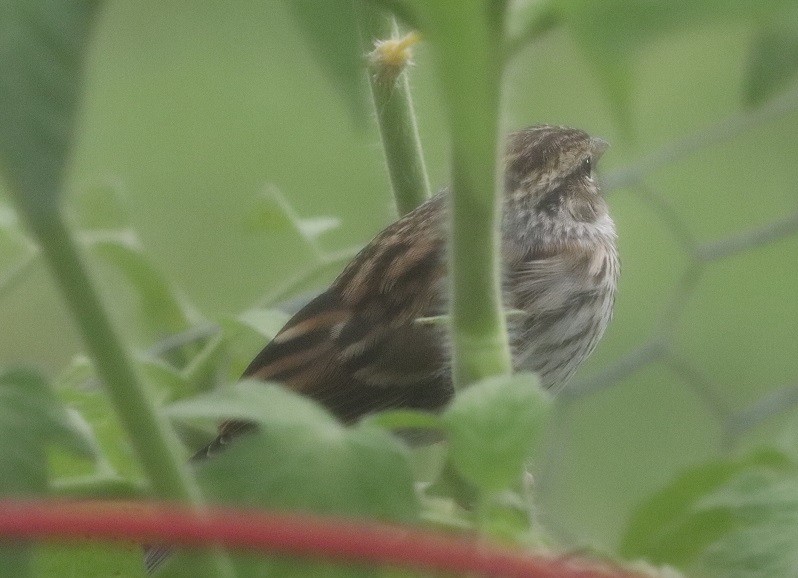 Song Sparrow - ML621872134