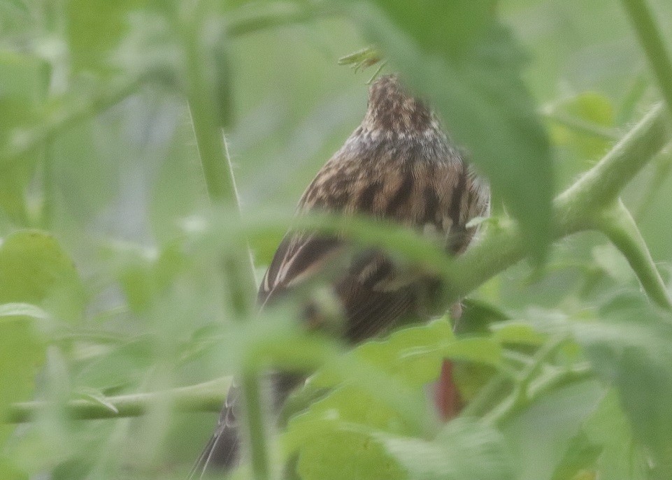 Song Sparrow - ML621872135