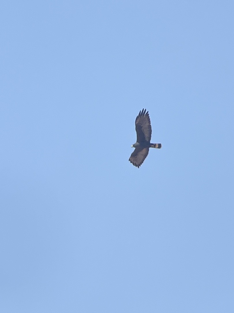 Zone-tailed Hawk - ML621872183