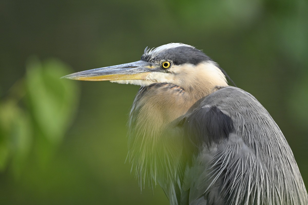 Great Blue Heron - ML621872187