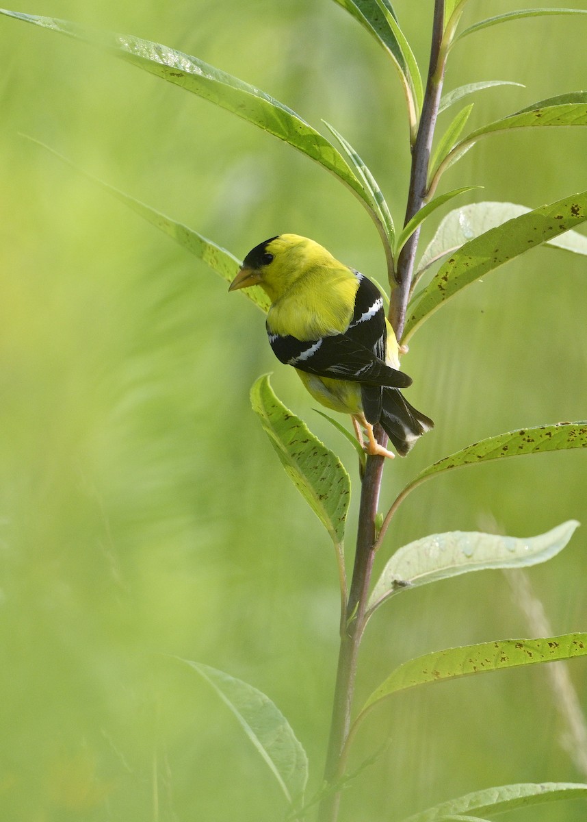 American Goldfinch - ML621872190