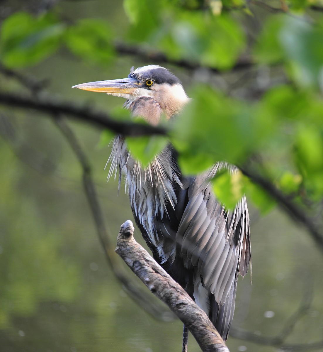 Great Blue Heron - steve sampson