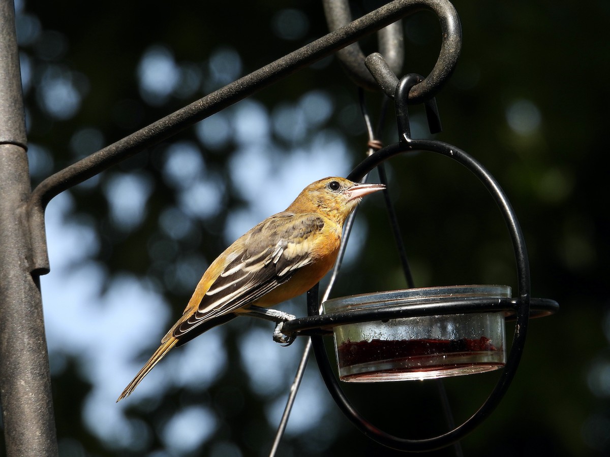 Baltimore Oriole - ML621872289