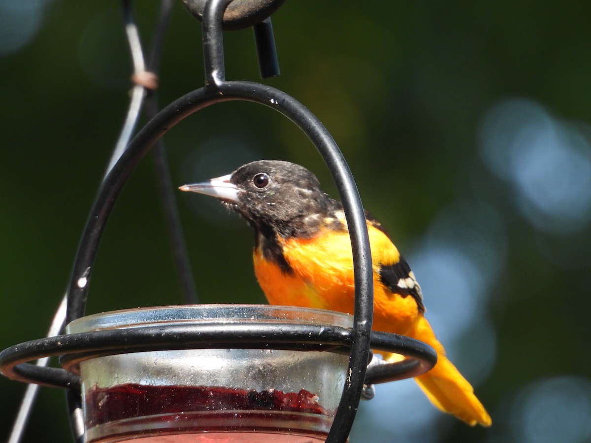 Baltimore Oriole - Jennifer  Kuehn