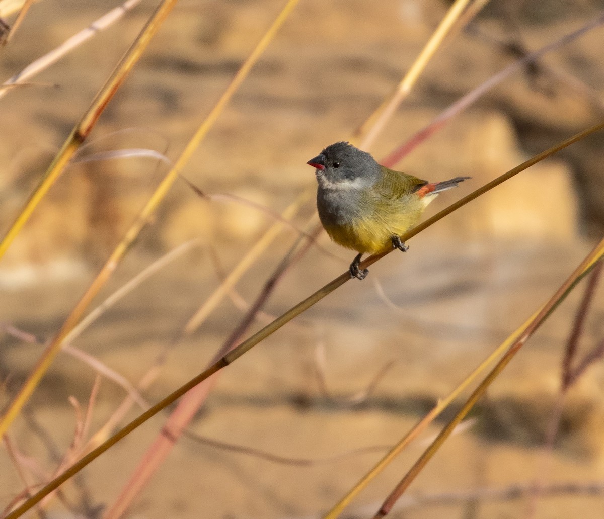 Angola Waxbill - ML621872357