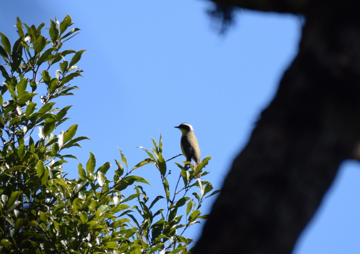 Three-striped Flycatcher - ML621872378