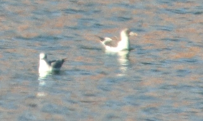 Lesser Black-backed Gull - Tim Lenz