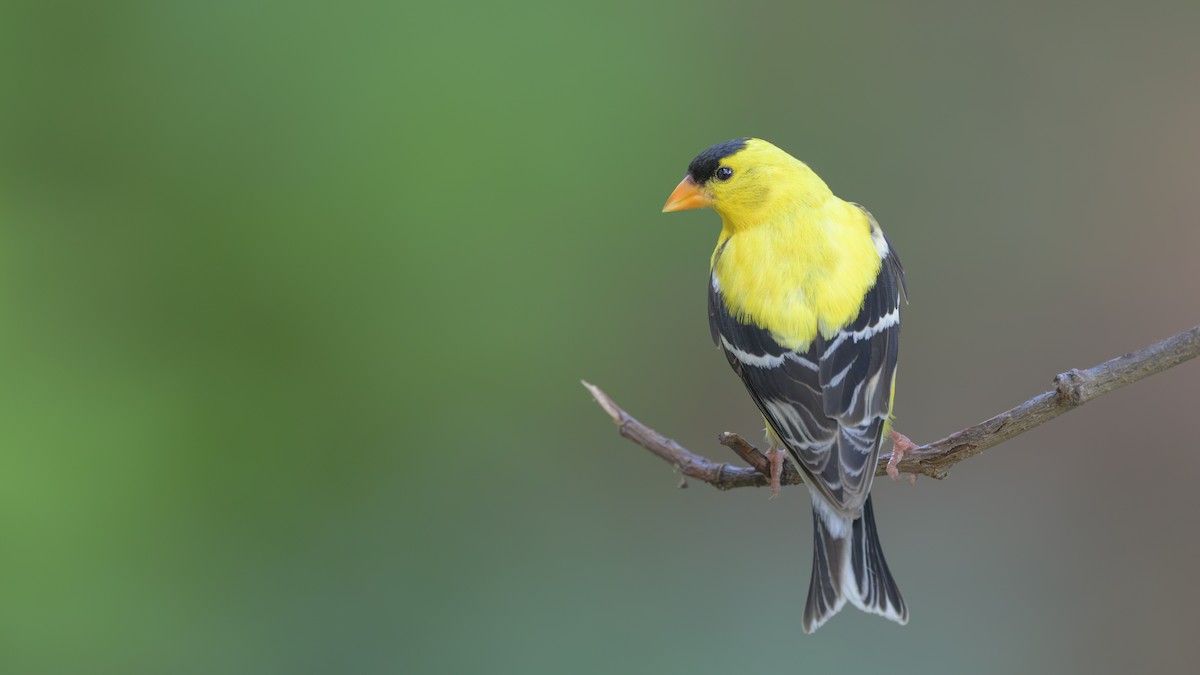 American Goldfinch - ML621872486