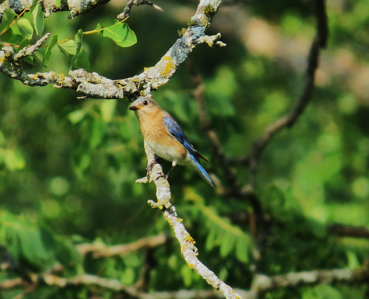 Eastern Bluebird - ML621872500