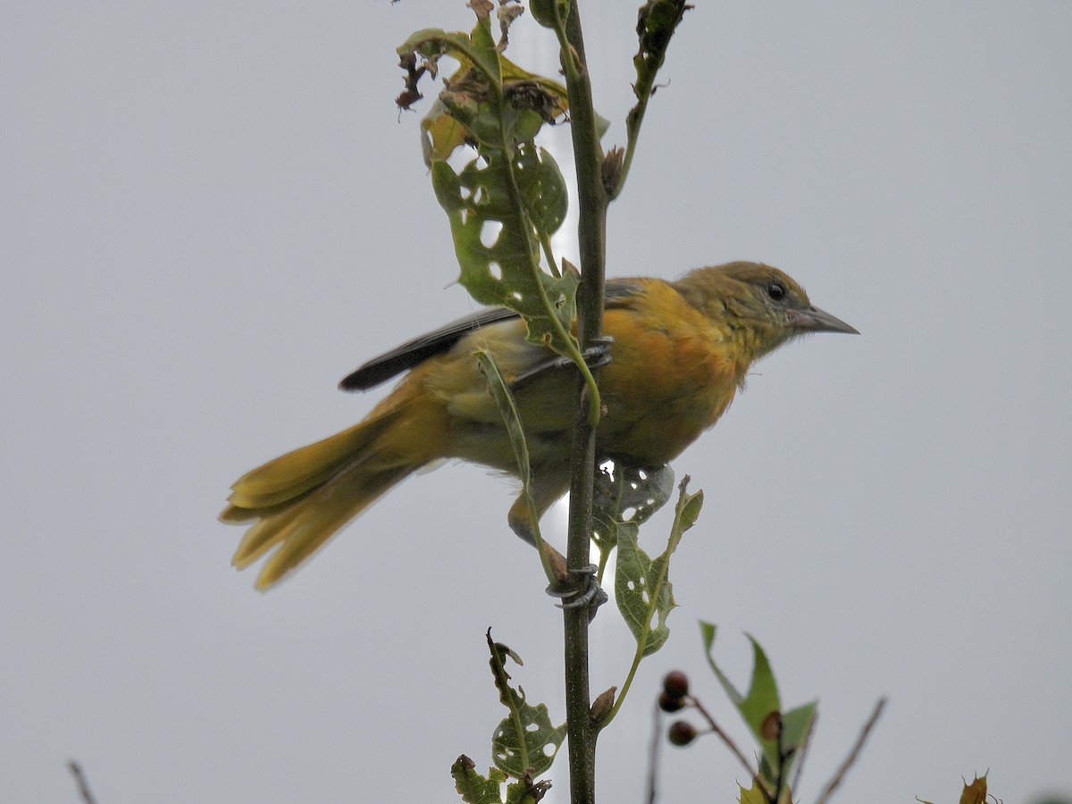 Oriole de Baltimore - ML621872519