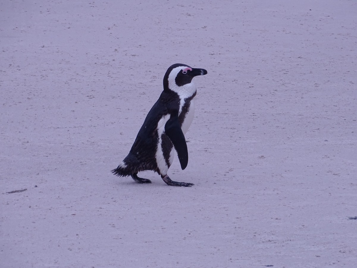 African Penguin - ML621872528