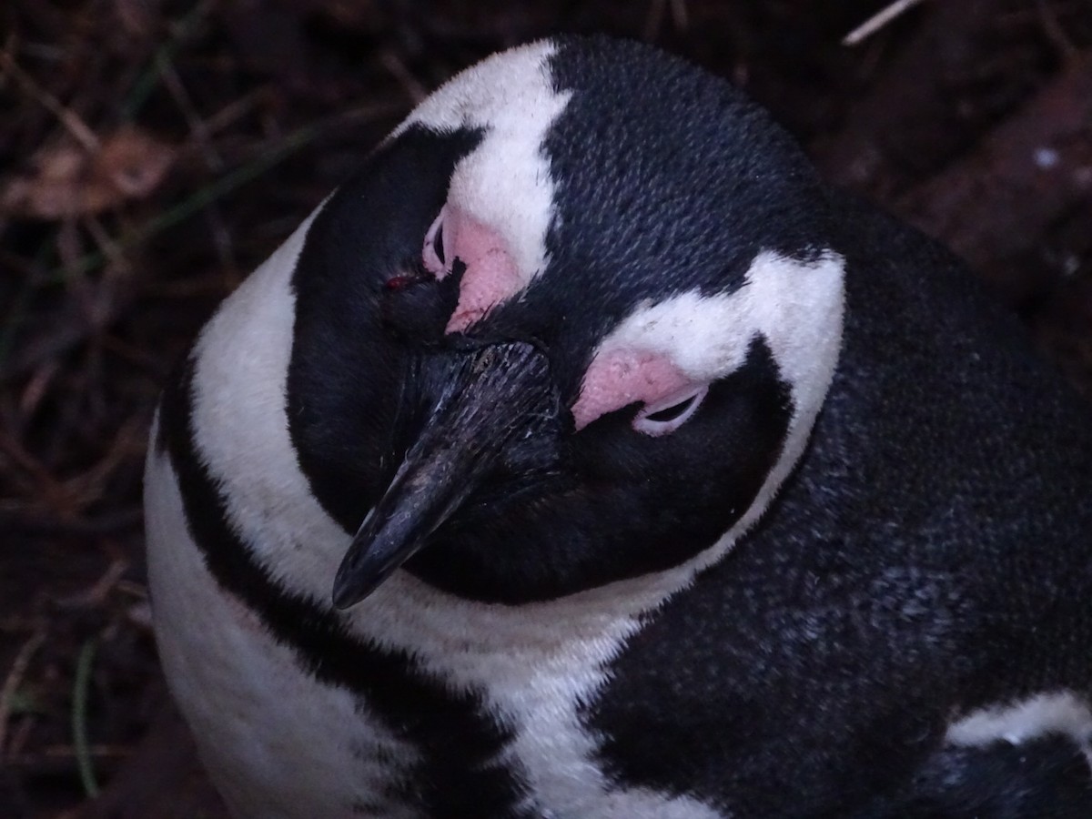 African Penguin - ML621872532