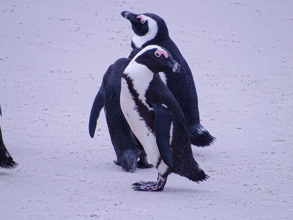 Pingüino de El Cabo - ML621872538