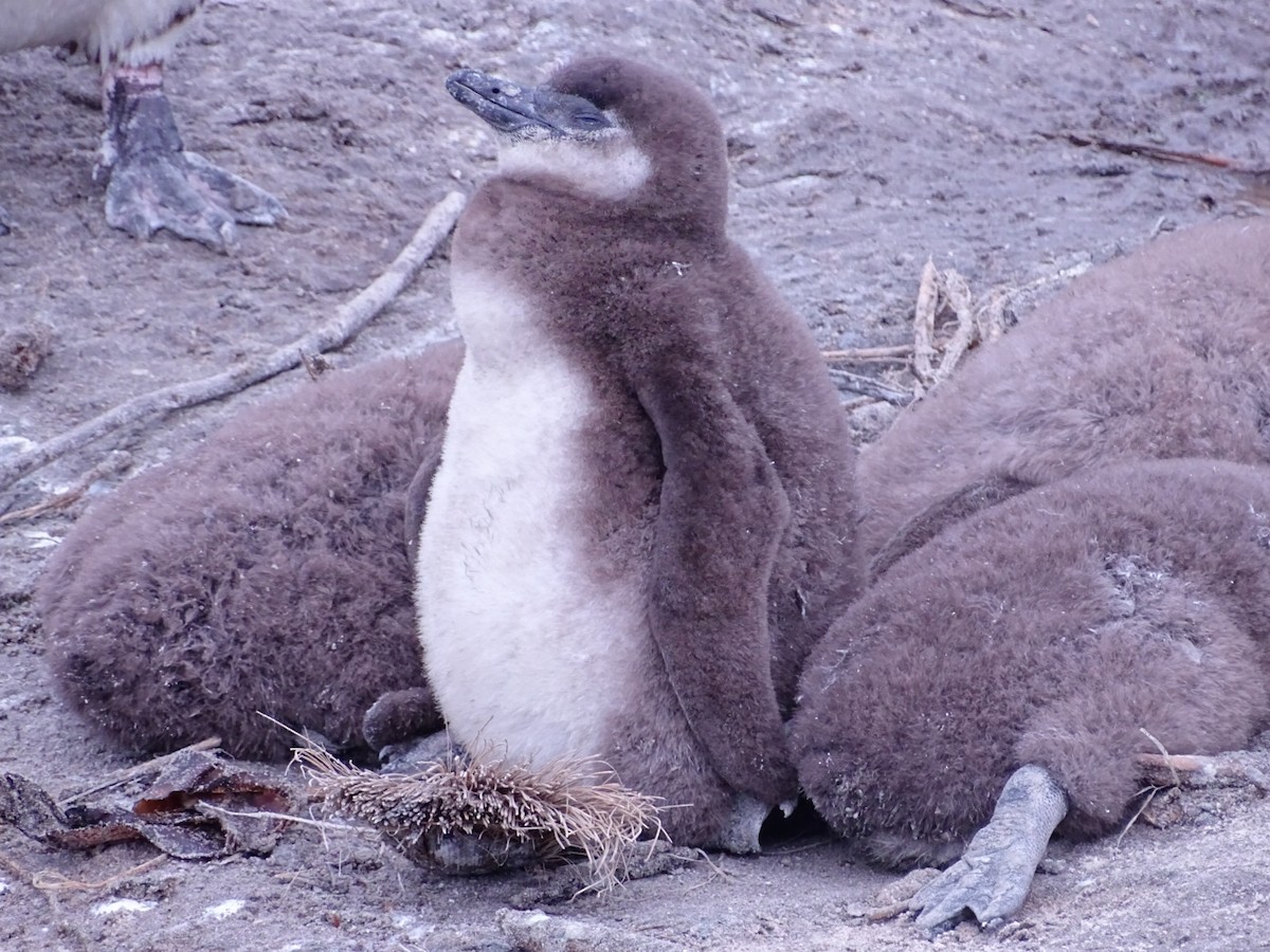 Pingüino de El Cabo - ML621872539