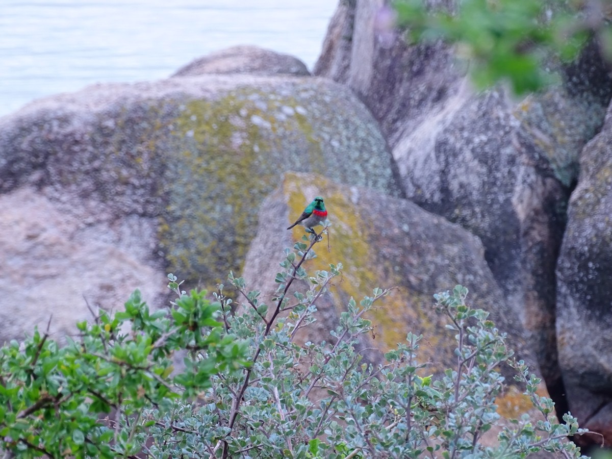 Southern Double-collared Sunbird - ML621872555