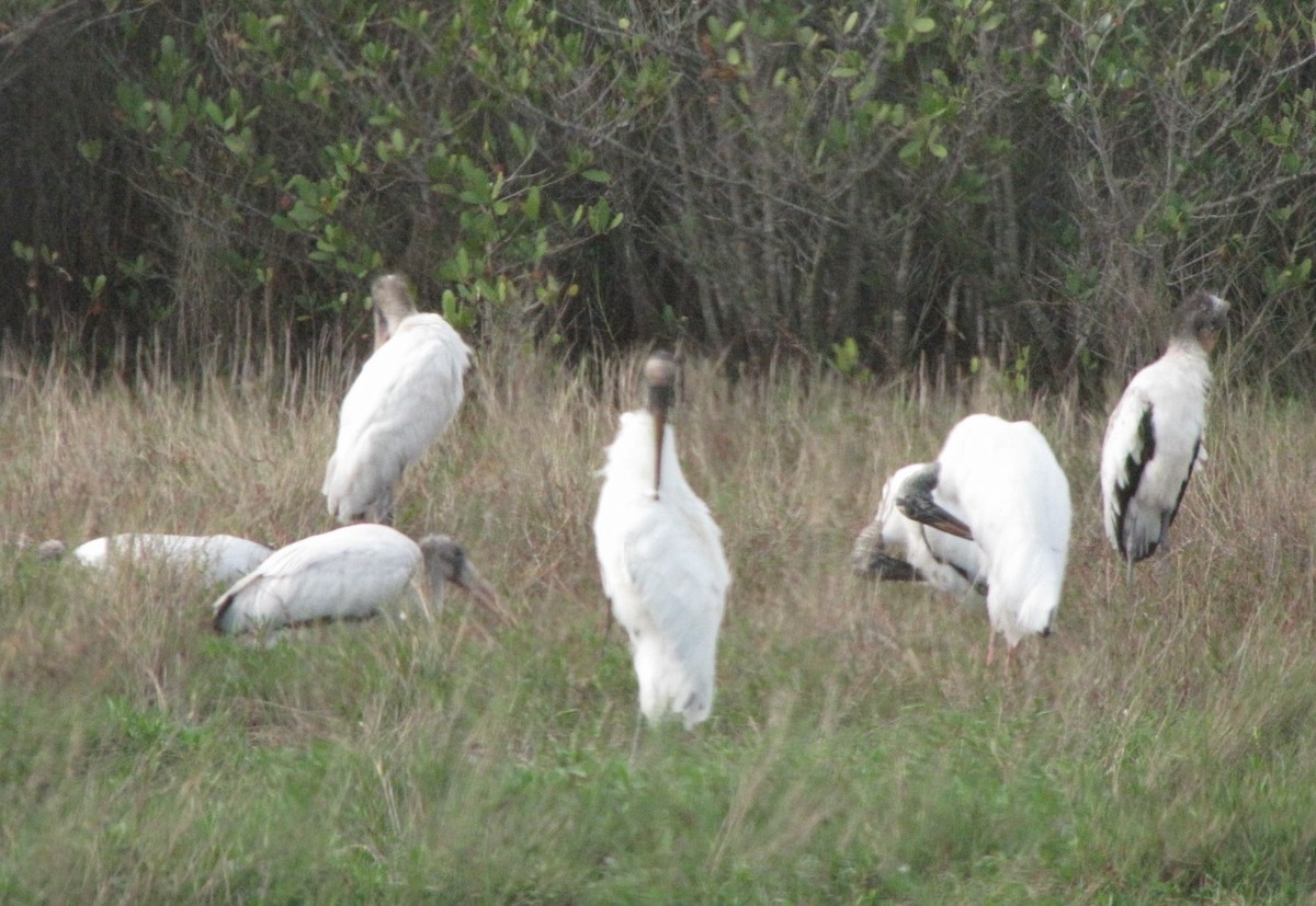 Wood Stork - ML621872575