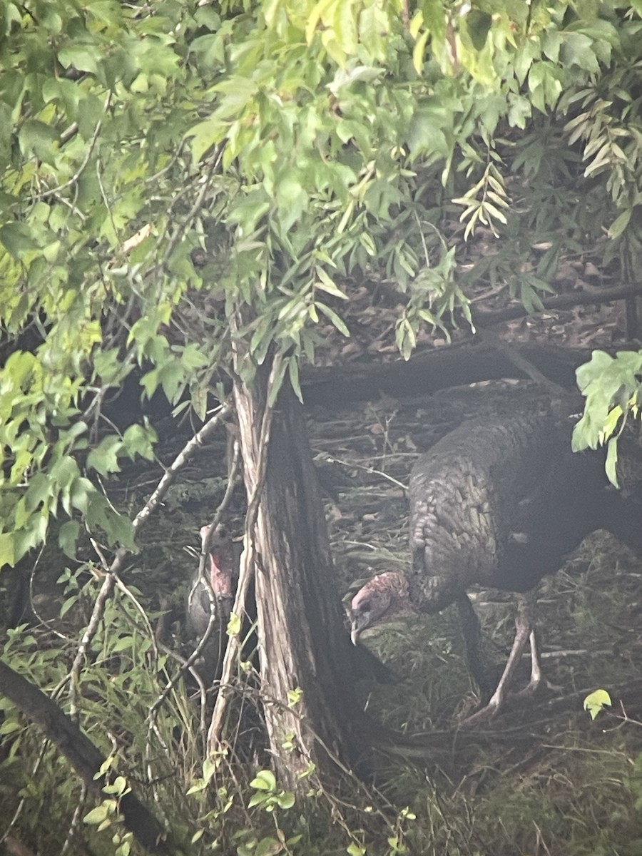 Wild Turkey - ML621872653